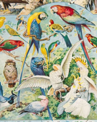 Oiseaux du monde, planche d’Adolphe Millot 1932