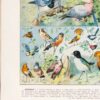 Oiseaux du monde, planche d’Adolphe Millot 1932
