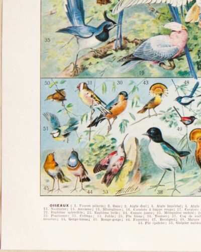 Oiseaux du monde, planche d’Adolphe Millot 1932