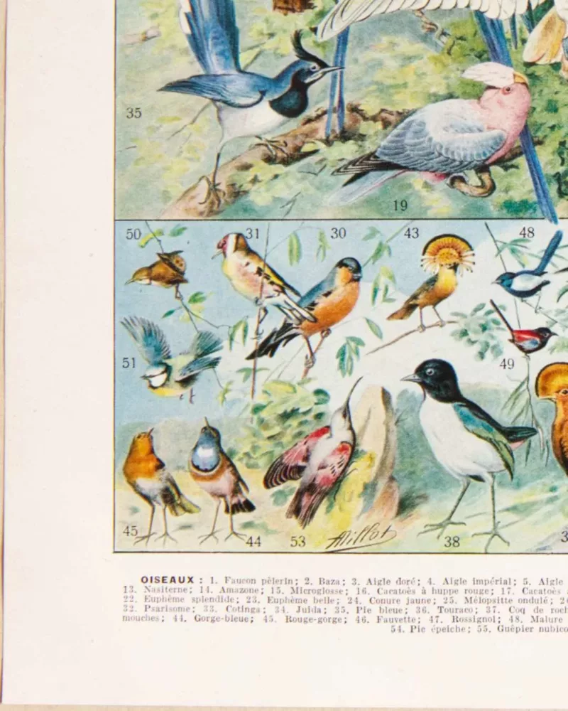 Oiseaux du monde, planche d’Adolphe Millot 1932 – planche encadrée en décoration murale