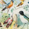 Oiseaux du monde, planche d’Adolphe Millot 1932