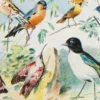 Oiseaux du monde, planche d’Adolphe Millot 1932 – détail de la planche ancienne