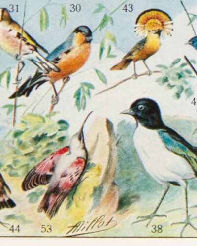 Oiseaux du monde, planche d’Adolphe Millot 1932