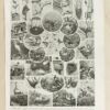 Oiseaux du monde, planche d’Adolphe Millot 1932