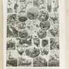 Oiseaux du monde, planche d’Adolphe Millot 1932 – verso du document ancien