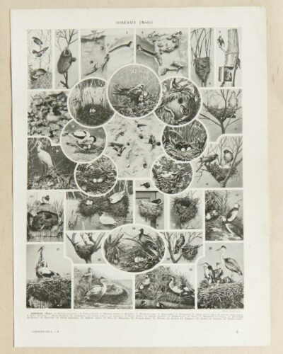 Oiseaux du monde, planche d’Adolphe Millot 1932
