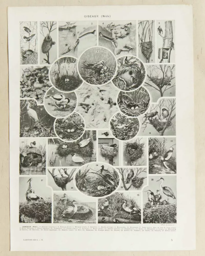 Oiseaux du monde, planche d’Adolphe Millot 1932 – verso du document ancien