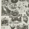 Oiseaux du monde, planche d’Adolphe Millot 1932 – verso du document ancien