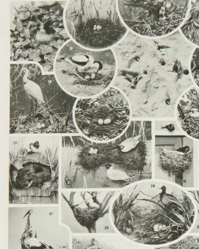 Oiseaux du monde, planche d’Adolphe Millot 1932