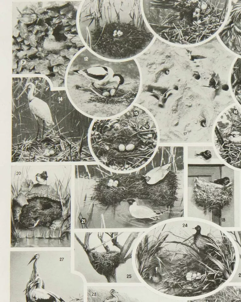 Oiseaux du monde, planche d’Adolphe Millot 1932 – verso du document ancien