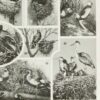 Oiseaux du monde, planche d’Adolphe Millot 1932