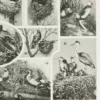 Oiseaux du monde, planche d’Adolphe Millot 1932 – verso encadré en décoration murale