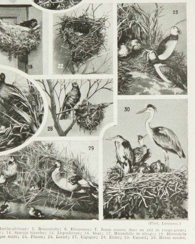 Oiseaux du monde, planche d’Adolphe Millot 1932