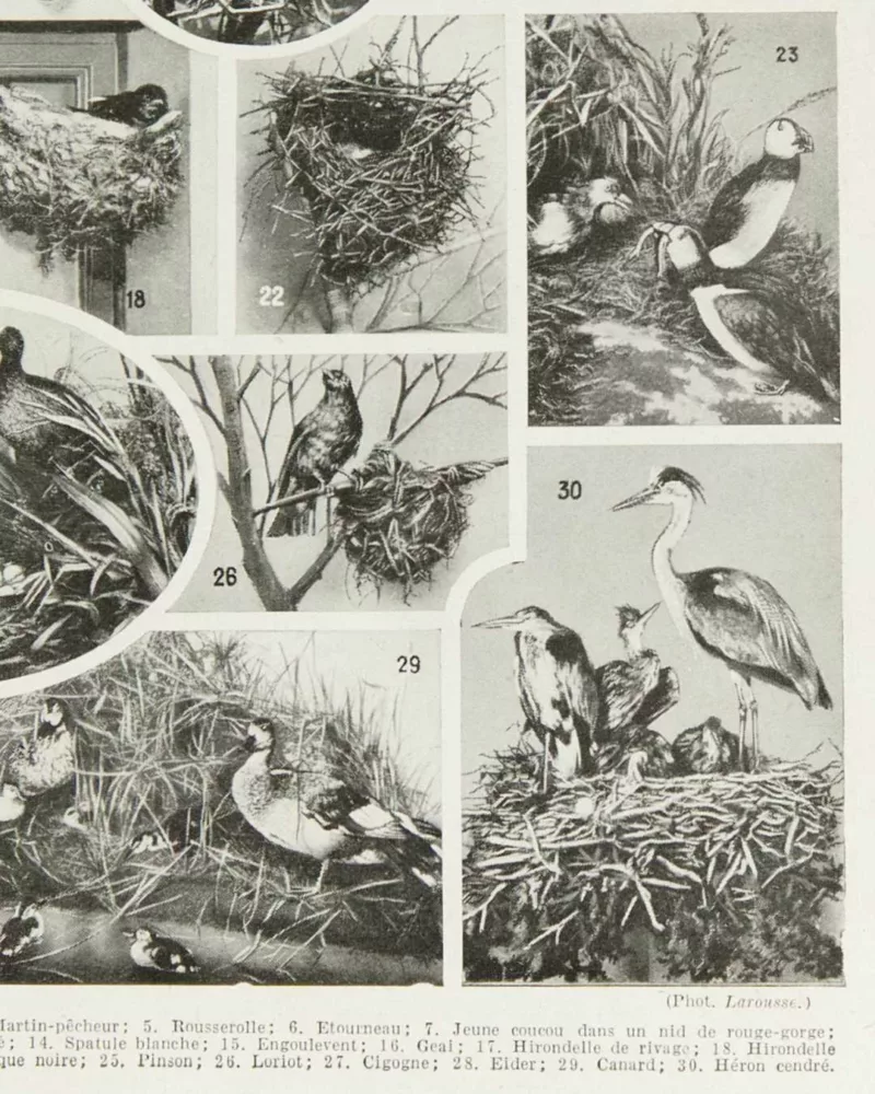 Oiseaux du monde, planche d’Adolphe Millot 1932 – verso encadré en décoration murale