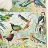 Oiseaux du monde, planche d’Adolphe Millot 1932 – planche encadrée en décoration murale