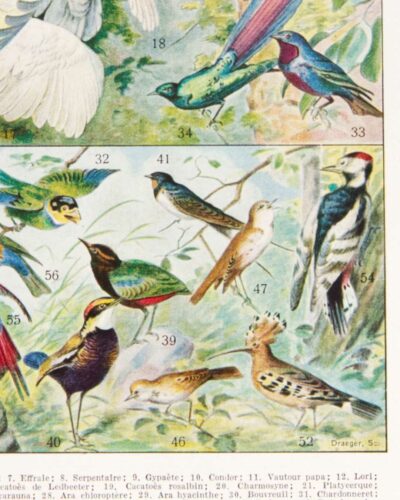 Oiseaux du monde, planche d’Adolphe Millot 1932
