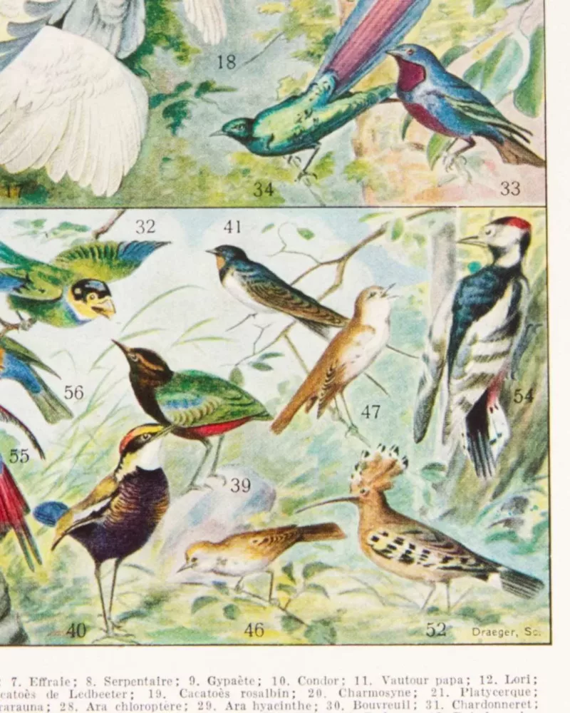 Oiseaux du monde, planche d’Adolphe Millot 1932 – planche encadrée en décoration murale