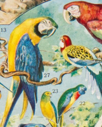 Oiseaux du monde, planche d’Adolphe Millot 1932