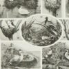 Oiseaux du monde, planche d’Adolphe Millot 1932
