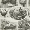 Oiseaux du monde, planche d’Adolphe Millot 1932 – verso encadré en décoration murale