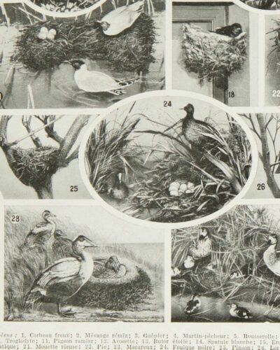 Oiseaux du monde, planche d’Adolphe Millot 1932