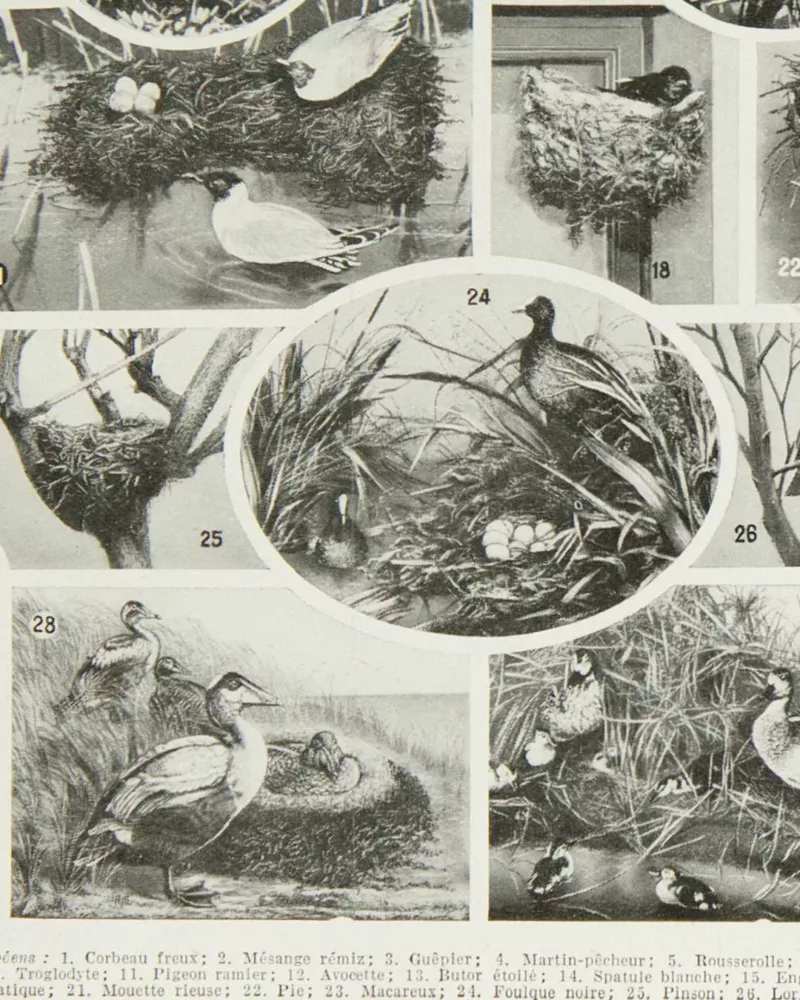Oiseaux du monde, planche d’Adolphe Millot 1932 – verso encadré en décoration murale