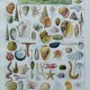 Mollusques et coquillages, planche scientifique 1949