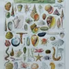 NLU2-Mollusques-A10 Mollusques et coquillages, planche scientifique 1949 – planche ancienne entière