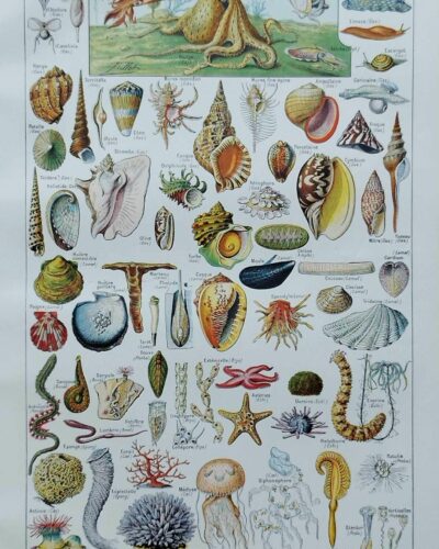 Mollusques et coquillages, planche scientifique 1949
