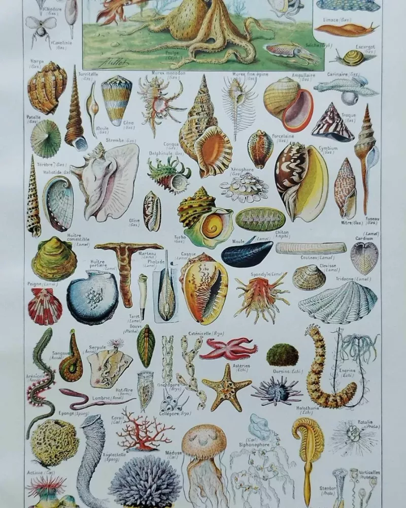 NLU2-Mollusques-A10 Mollusques et coquillages, planche scientifique 1949 – planche ancienne entière