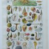 Mollusques et coquillages, planche scientifique 1949