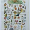 NLU2-Mollusques-A11 Mollusques et coquillages, planche scientifique 1949