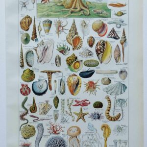 Mollusques et coquillages, planche scientifique 1949