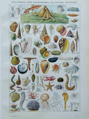 Mollusques et coquillages, planche scientifique 1949