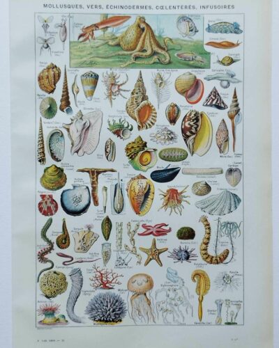 Mollusques et coquillages, planche scientifique 1949