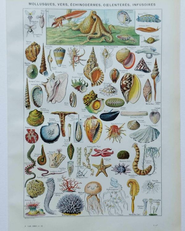 Mollusques et coquillages, planche scientifique 1949
