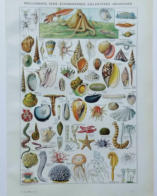 NLU2-Mollusques-A11 Mollusques et coquillages, planche scientifique 1949