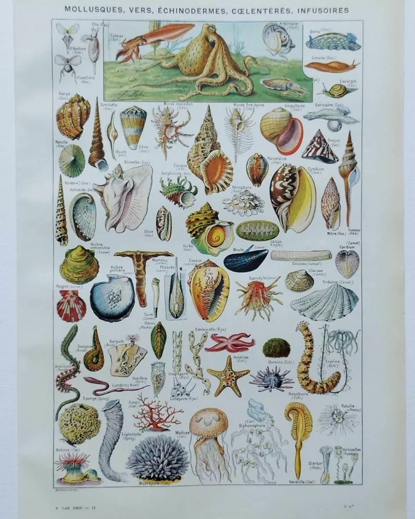 Mollusques et coquillages, planche scientifique 1949