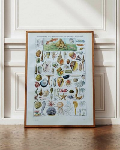 Mollusques et coquillages, planche scientifique 1949