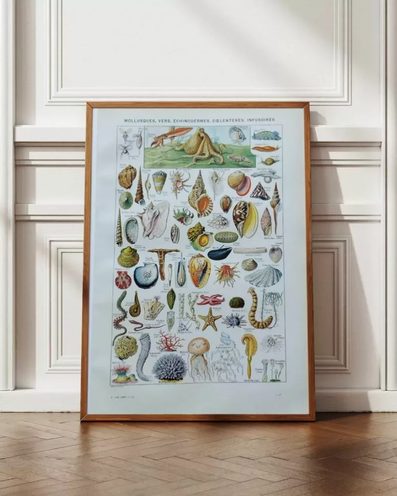 NLU2-Mollusques-A12 Mollusques et coquillages, planche scientifique 1949 – planche encadrée en décoration murale