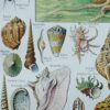Mollusques et coquillages, planche scientifique 1949