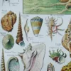 NLU2-Mollusques-A13 Mollusques et coquillages, planche scientifique 1949 – détail de la planche ancienne