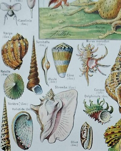 Mollusques et coquillages, planche scientifique 1949