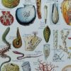 Mollusques et coquillages, planche scientifique 1949