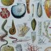 NLU2-Mollusques-A14 Mollusques et coquillages, planche scientifique 1949 – détail de la planche ancienne