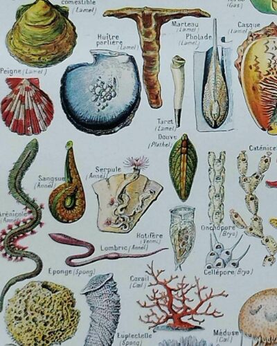 Mollusques et coquillages, planche scientifique 1949