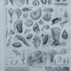 Mollusques et coquillages, planche scientifique 1949