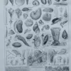 NLU2-Mollusques-A20 Mollusques et coquillages, planche scientifique 1949 – verso du document ancien