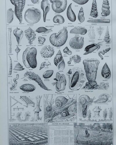 Mollusques et coquillages, planche scientifique 1949