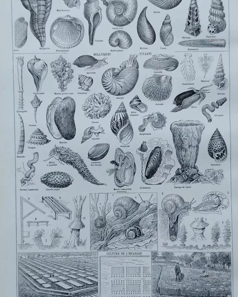 NLU2-Mollusques-A20 Mollusques et coquillages, planche scientifique 1949 – verso du document ancien